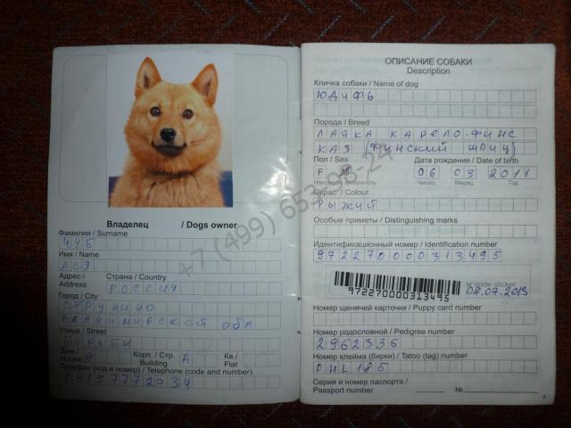 Купить ветеринарный паспорт за 3999 рублей в Москве
